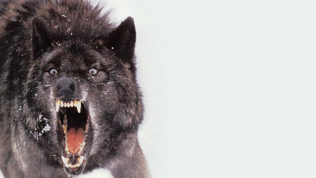 Scary Wolf Live Wallpaper  free download