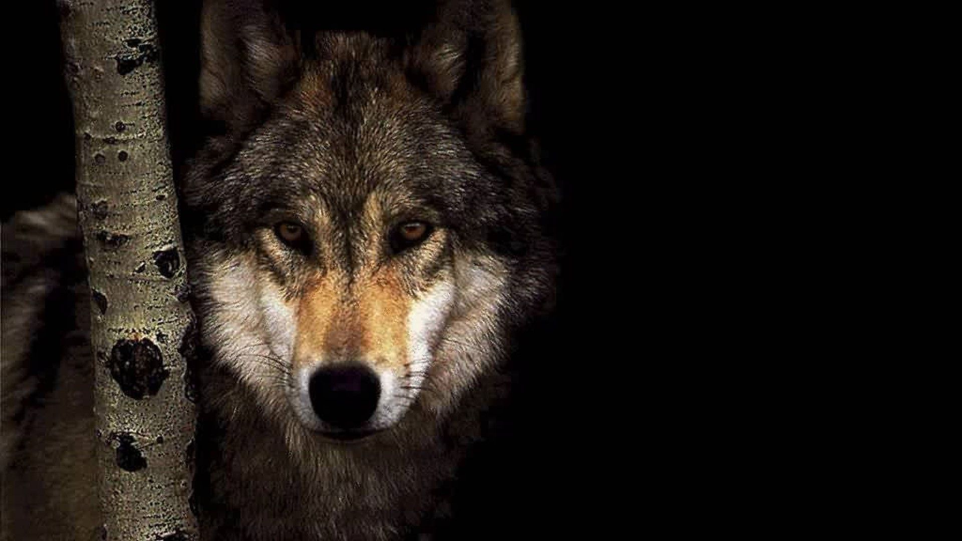 700+] Wolf Wallpapers | Wallpapers.com