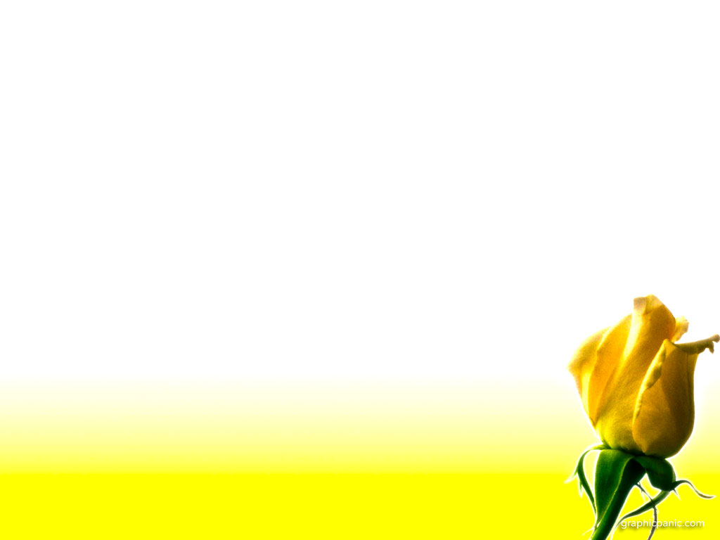  Yellow Rose Flower PowerPoint Background Download | CBEditz