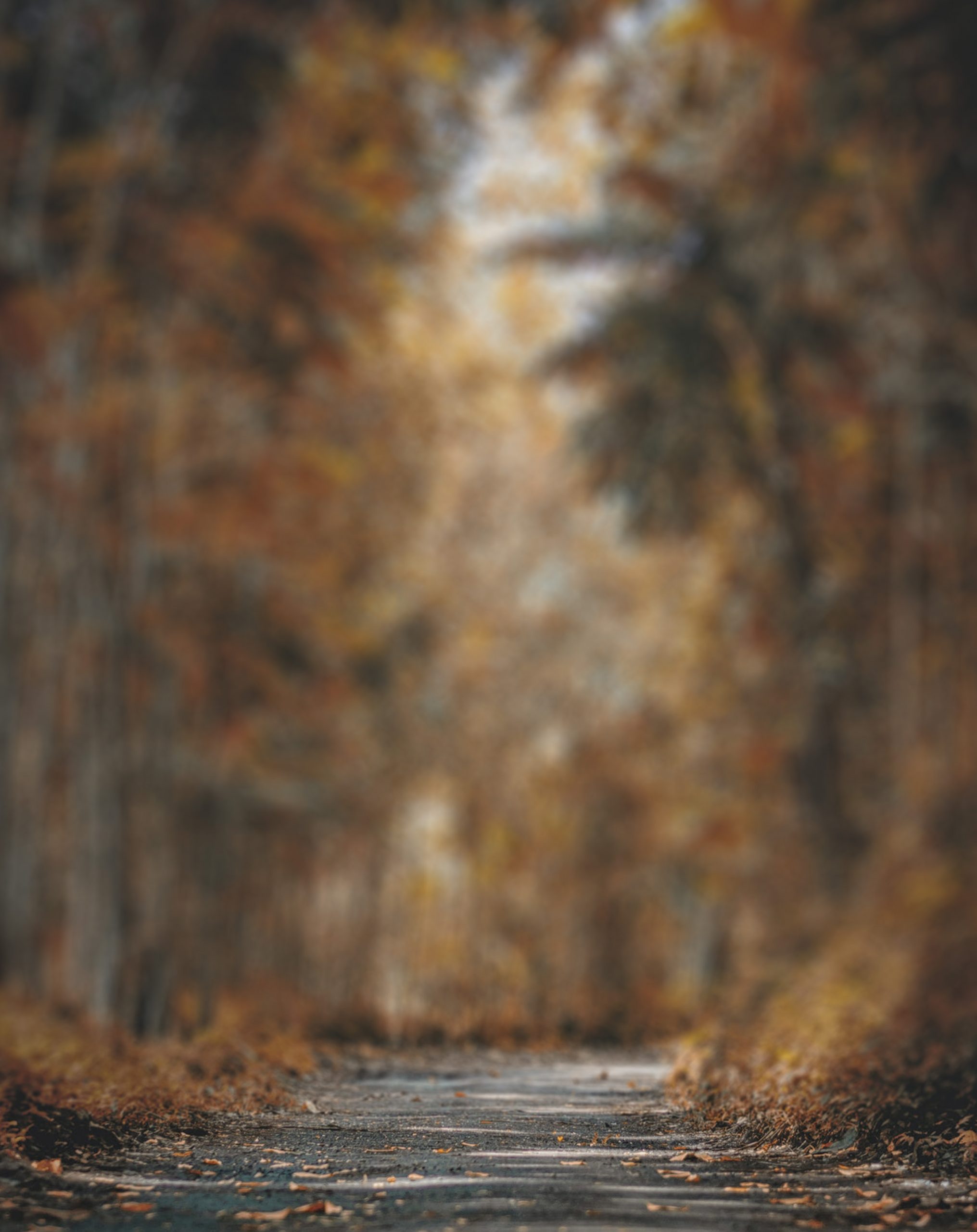 Blurred Forest Tree CB Editing PicsaArt Background Full HD CBEditz