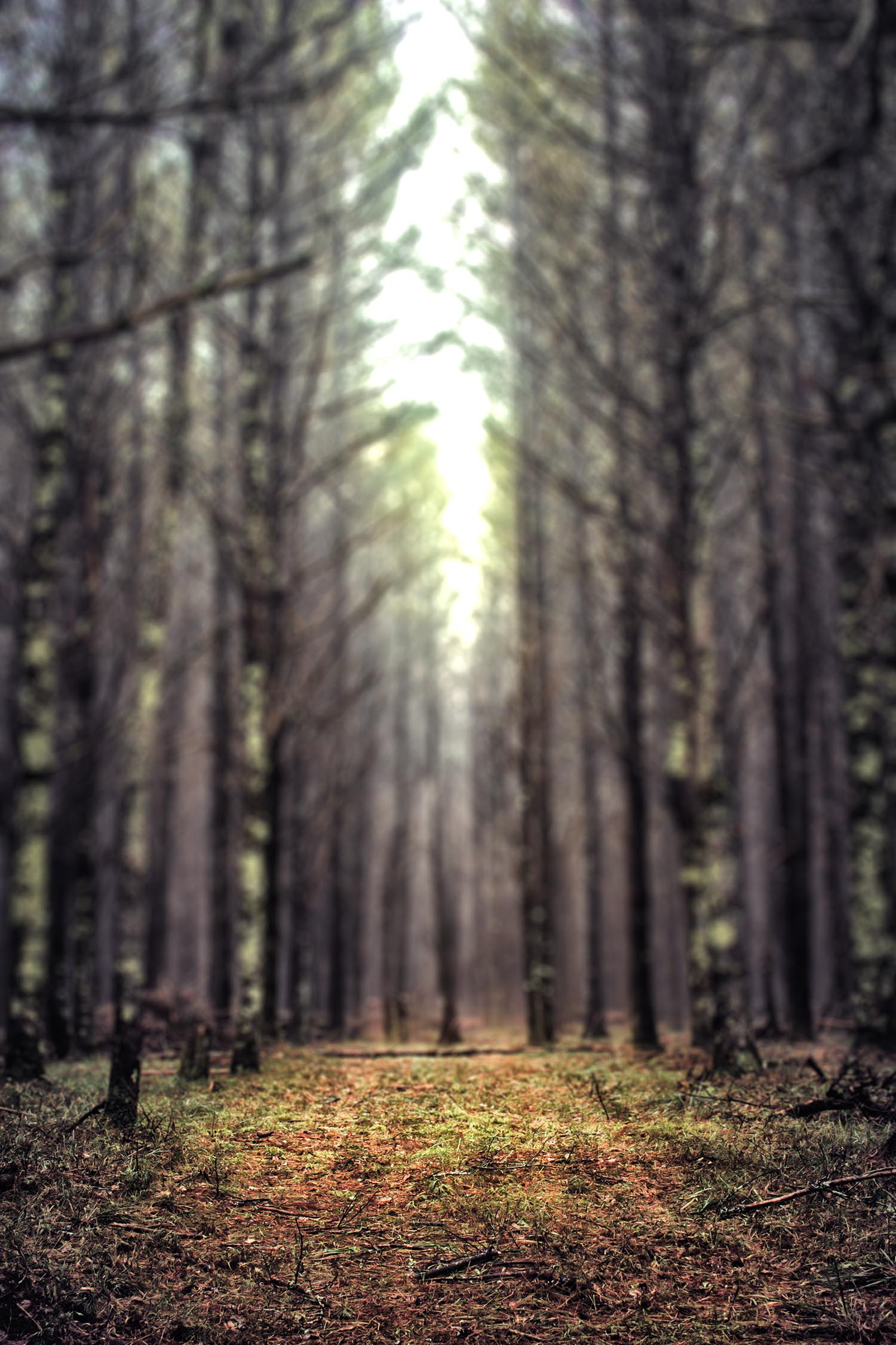 Blurred Forest Tree Cb Picsart Background Full Hd Free Cbeditz