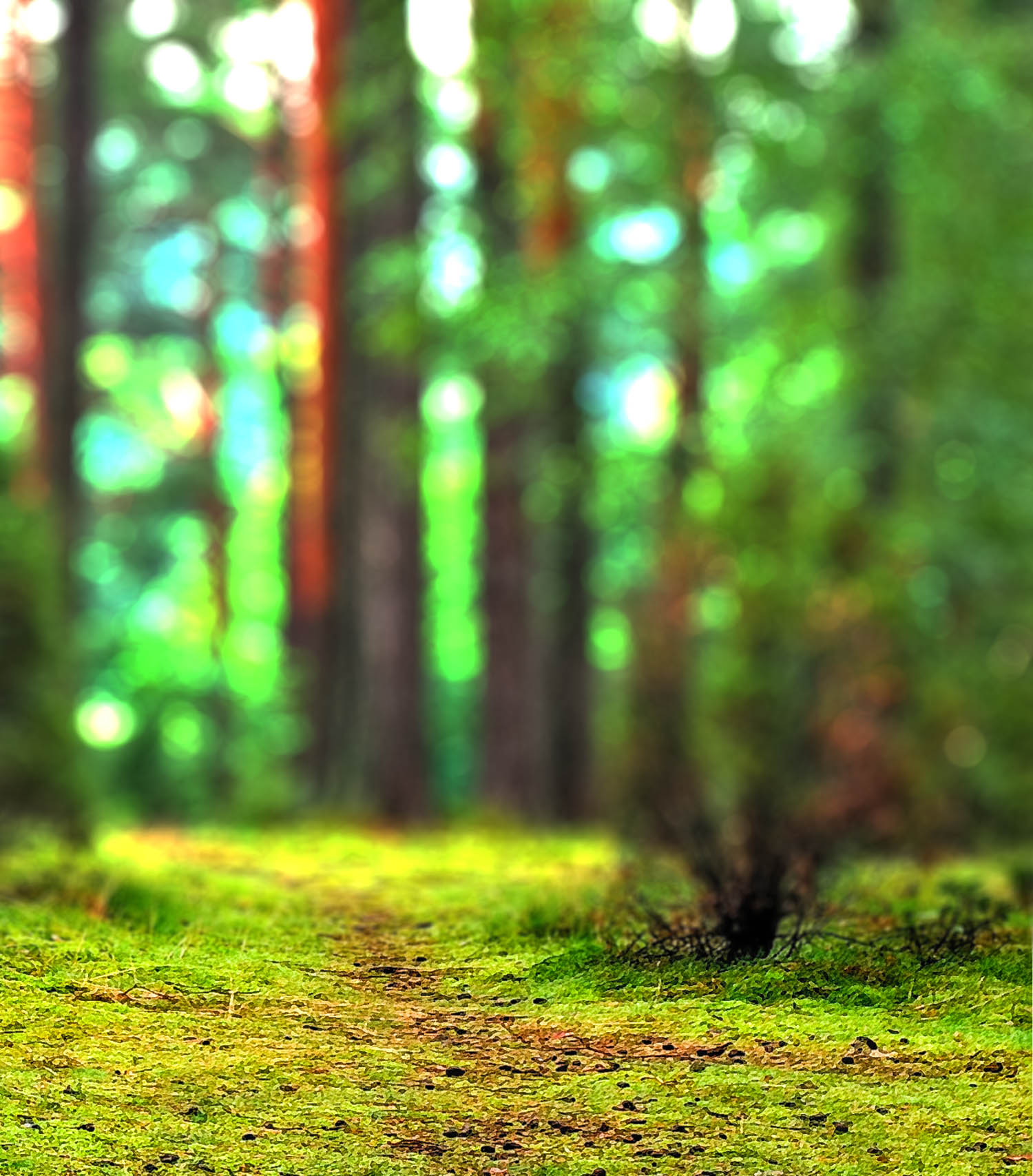 hd green forest background