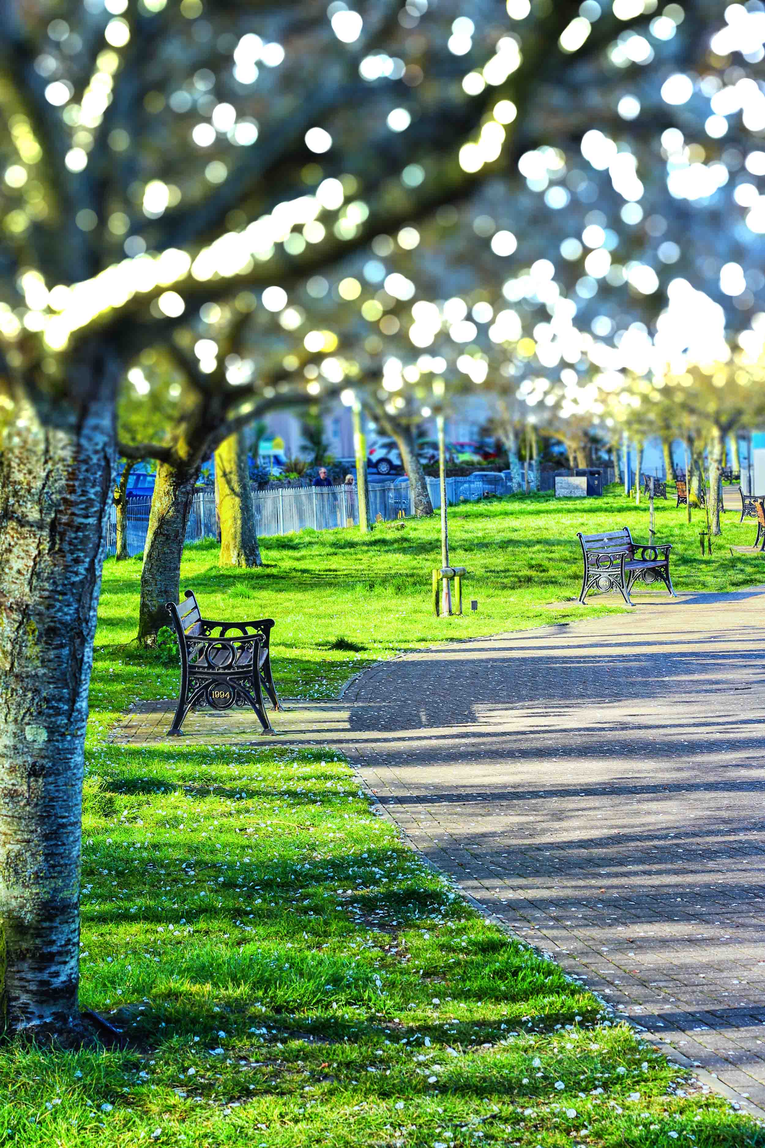 🔥 Park Tree Blur Picsart Editing Background HD Download | CBEditz