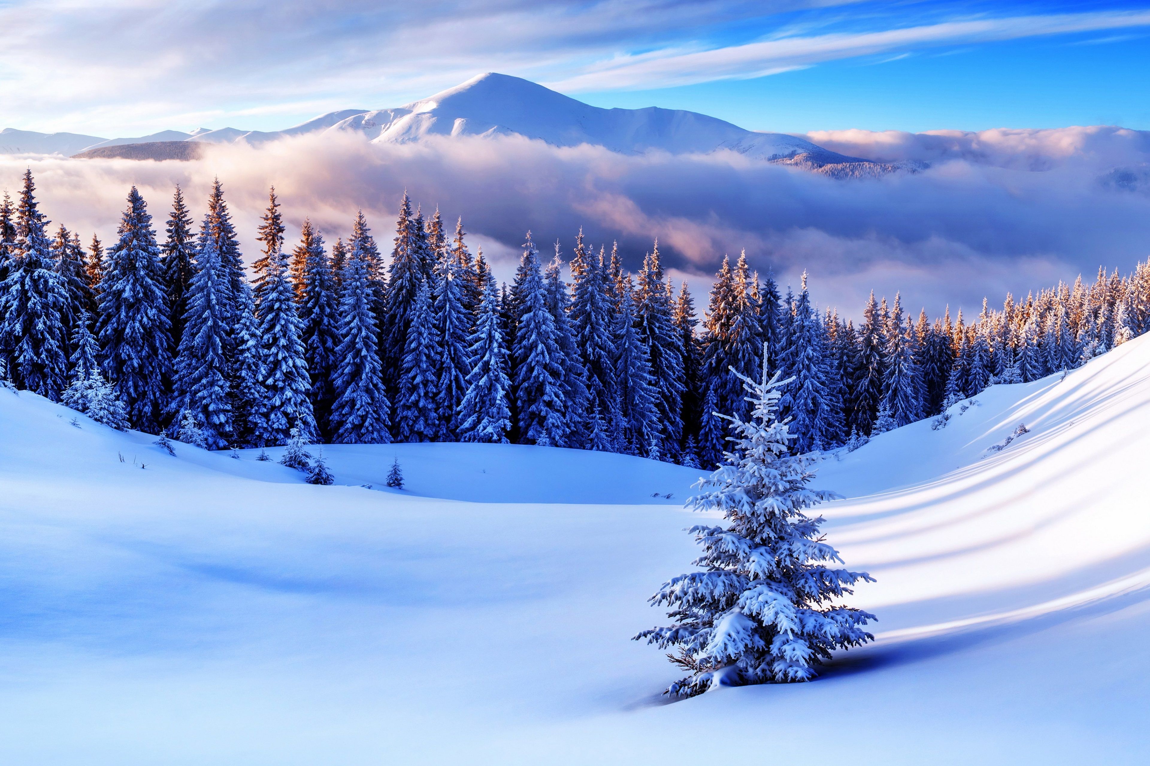 Snowy Trees Photos Download The BEST Free Snowy Trees Stock Photos  HD  Images