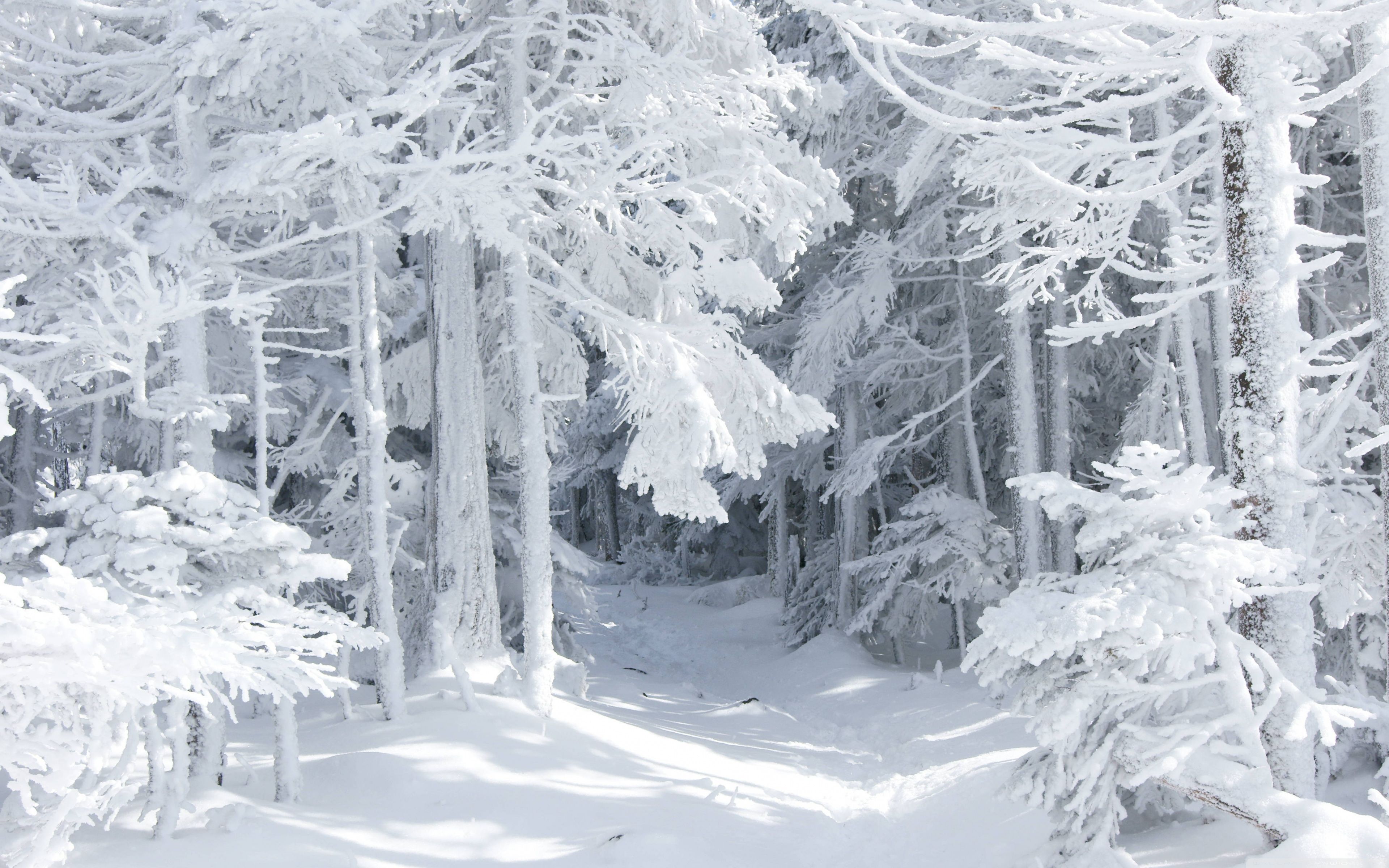 🔥 White Winter Tree Wallpaper Background HD Donwload | CBEditz
