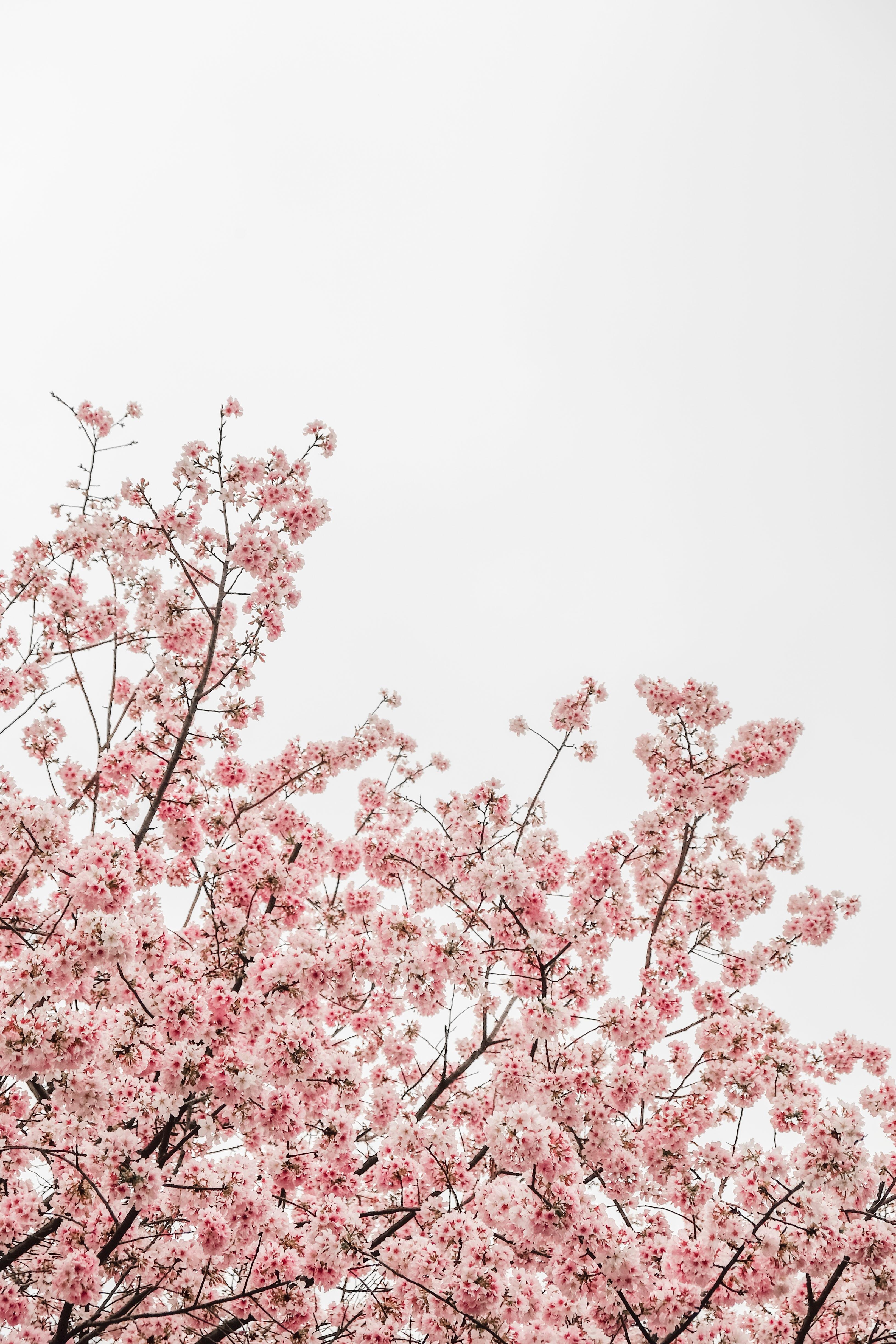 Cherry Blossom Wallpaper  TubeWP