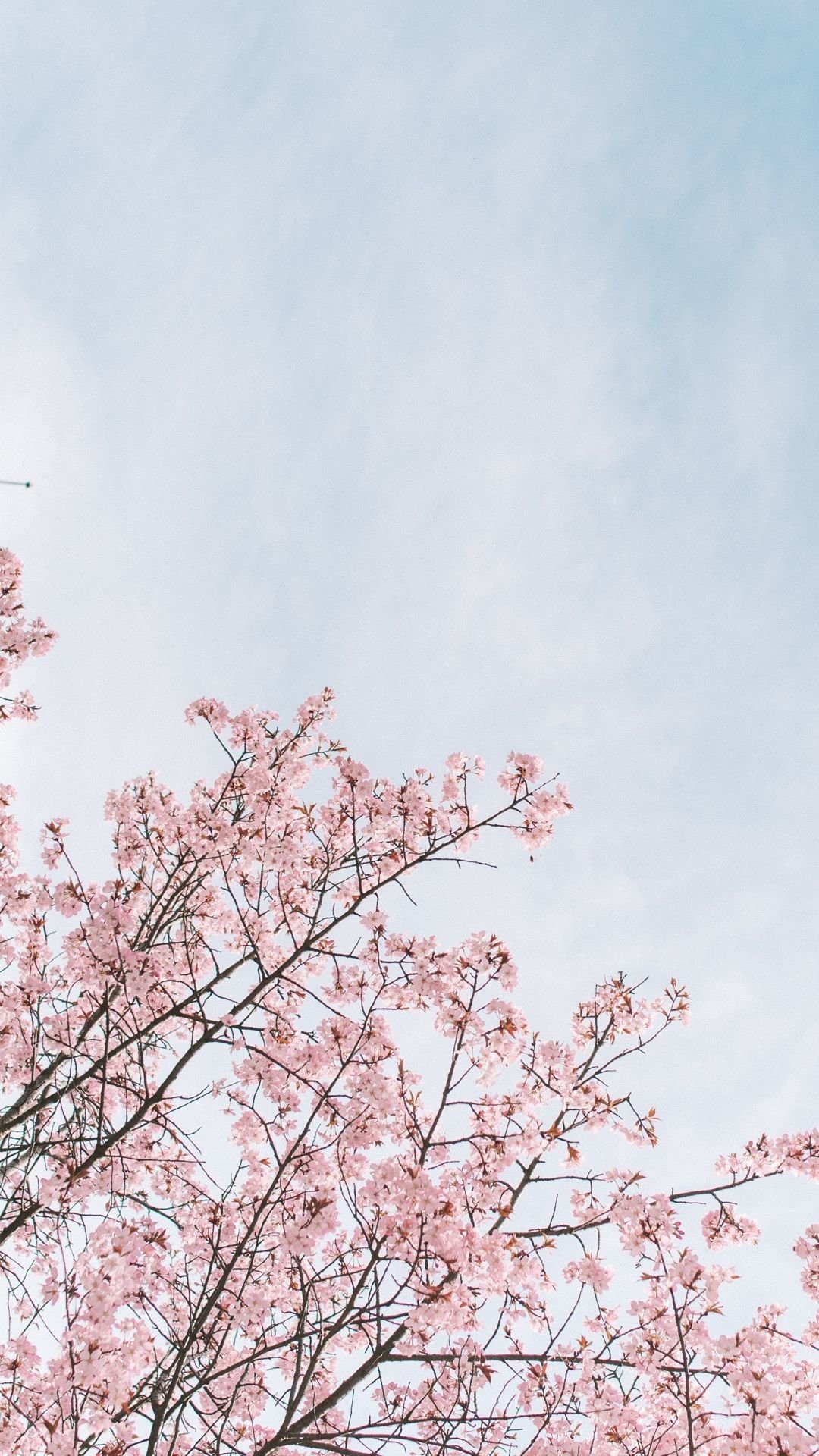 iPhoneXpapers.com | iPhone X wallpaper | nx72-spring-cherry-blossom-tree -flower-pink-nature