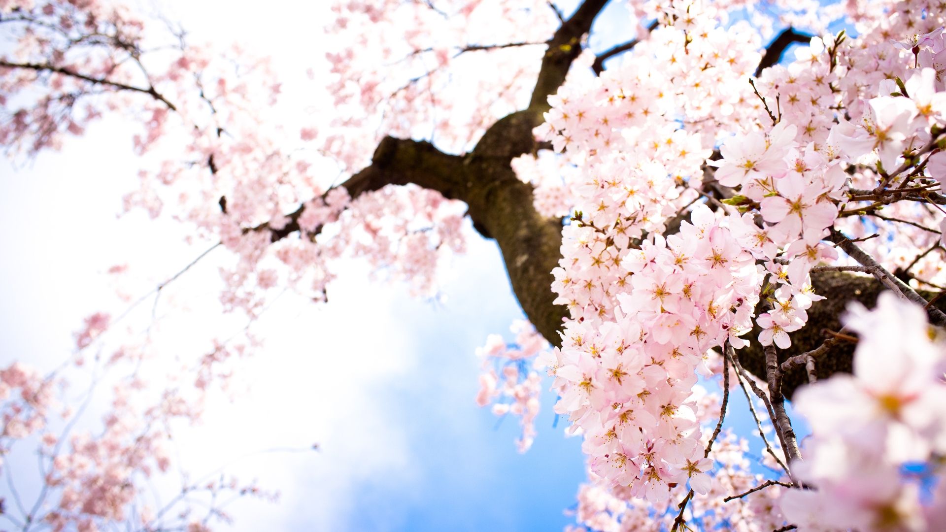 265 Cherry Blossom Wallpaper Anime Images Stock Photos  Vectors   Shutterstock