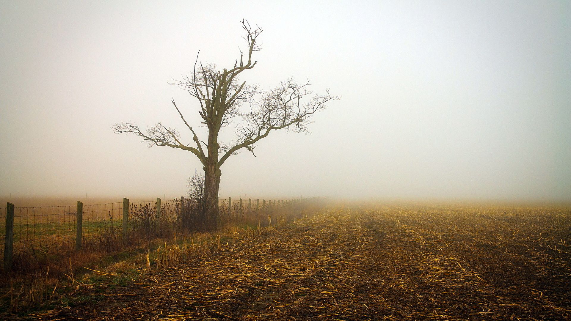 🔥 Dead Tree Background Wallpaper Photo HD Download | CBEditz