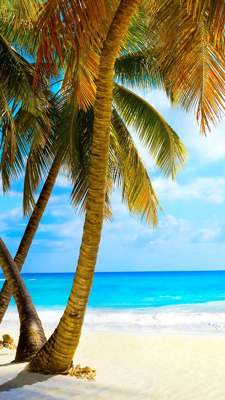 Palm trees beach sand tropics paradise HD phone wallpaper  Peakpx
