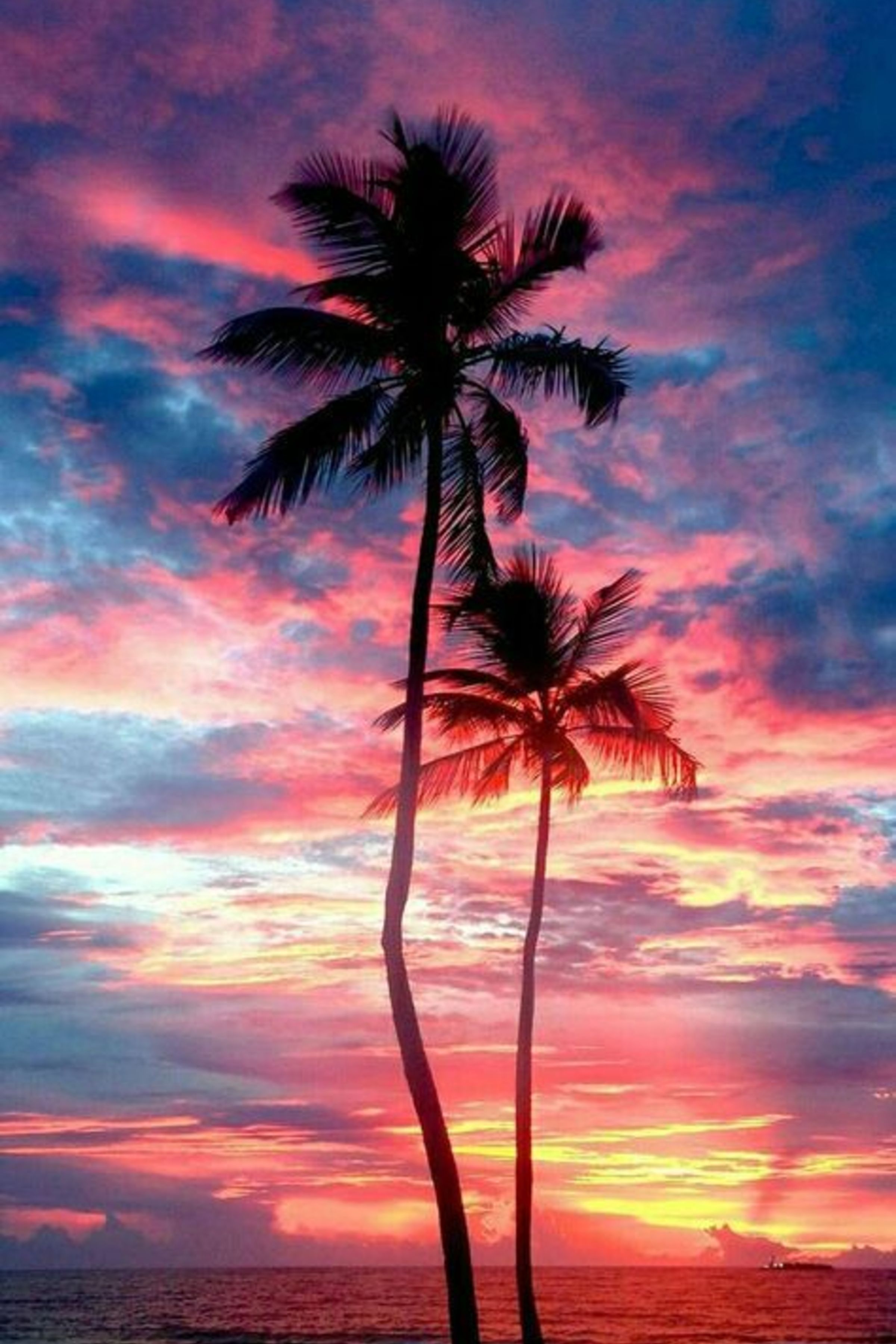 palm trees during sunset iPhone X Wallpapers Free Download
