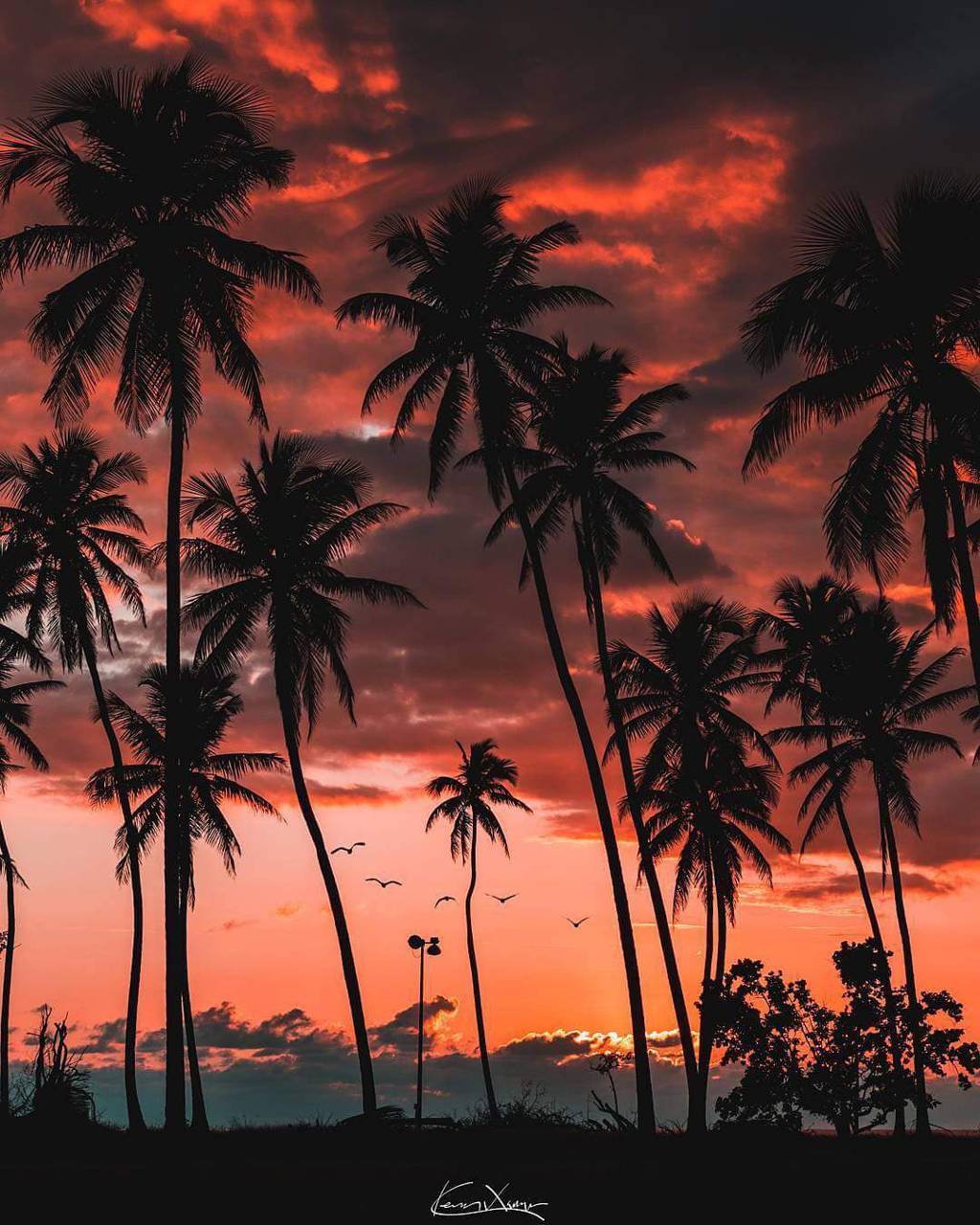 Premium Photo  Blue palm trees at sunset generative aixa