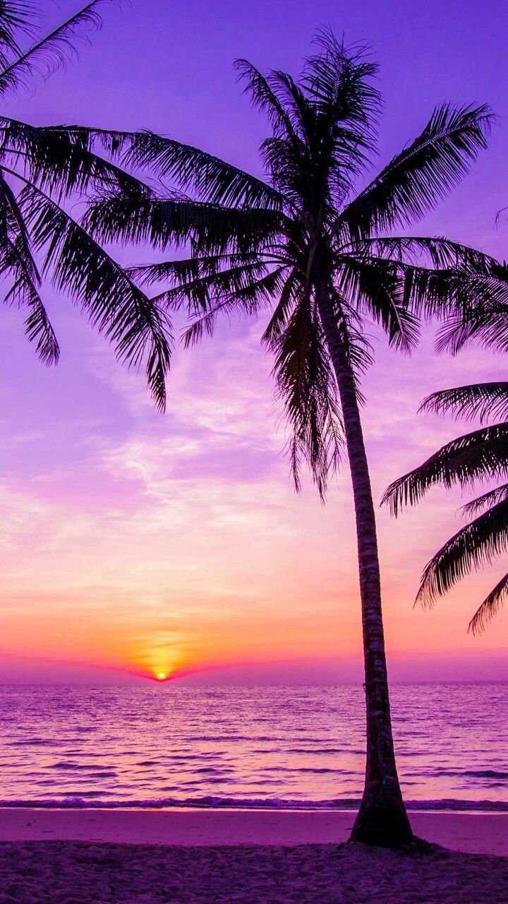 Palm Trees During Sunset HD Palm Tree Wallpapers  HD Wallpapers  ID 56506