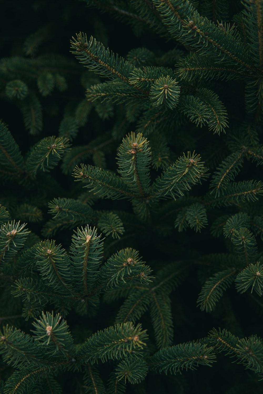 🔥 Green Pine Tree Background HD Images Download | CBEditz