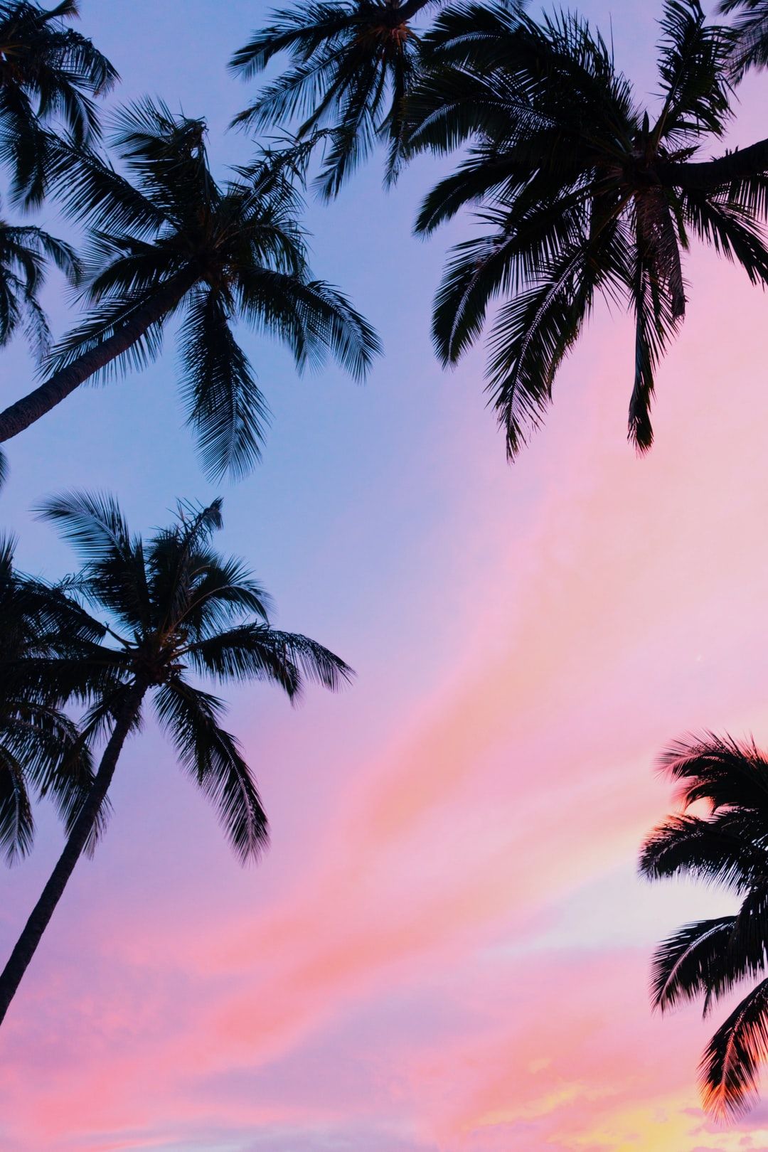 Palm Tree Sky Home Screen Wallpaper
