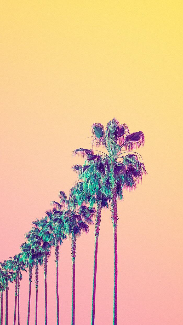 Pink Palm Tree Wallpapers  Top Free Pink Palm Tree Backgrounds   WallpaperAccess