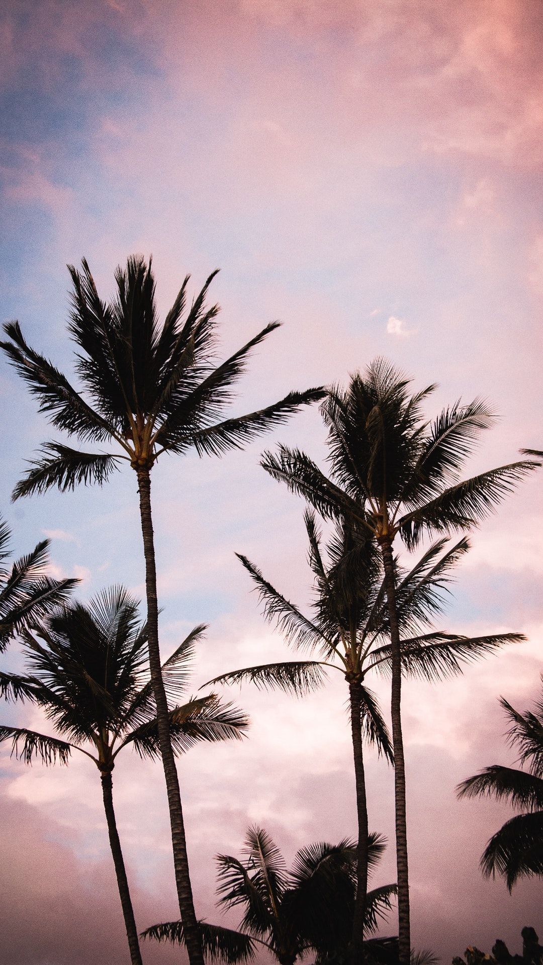 Palm trees sunset by Roberto Nickson 2160x3840  Iphone fondos de  pantalla Imagen fondo de pantalla Fondo de pantalla iphone verano
