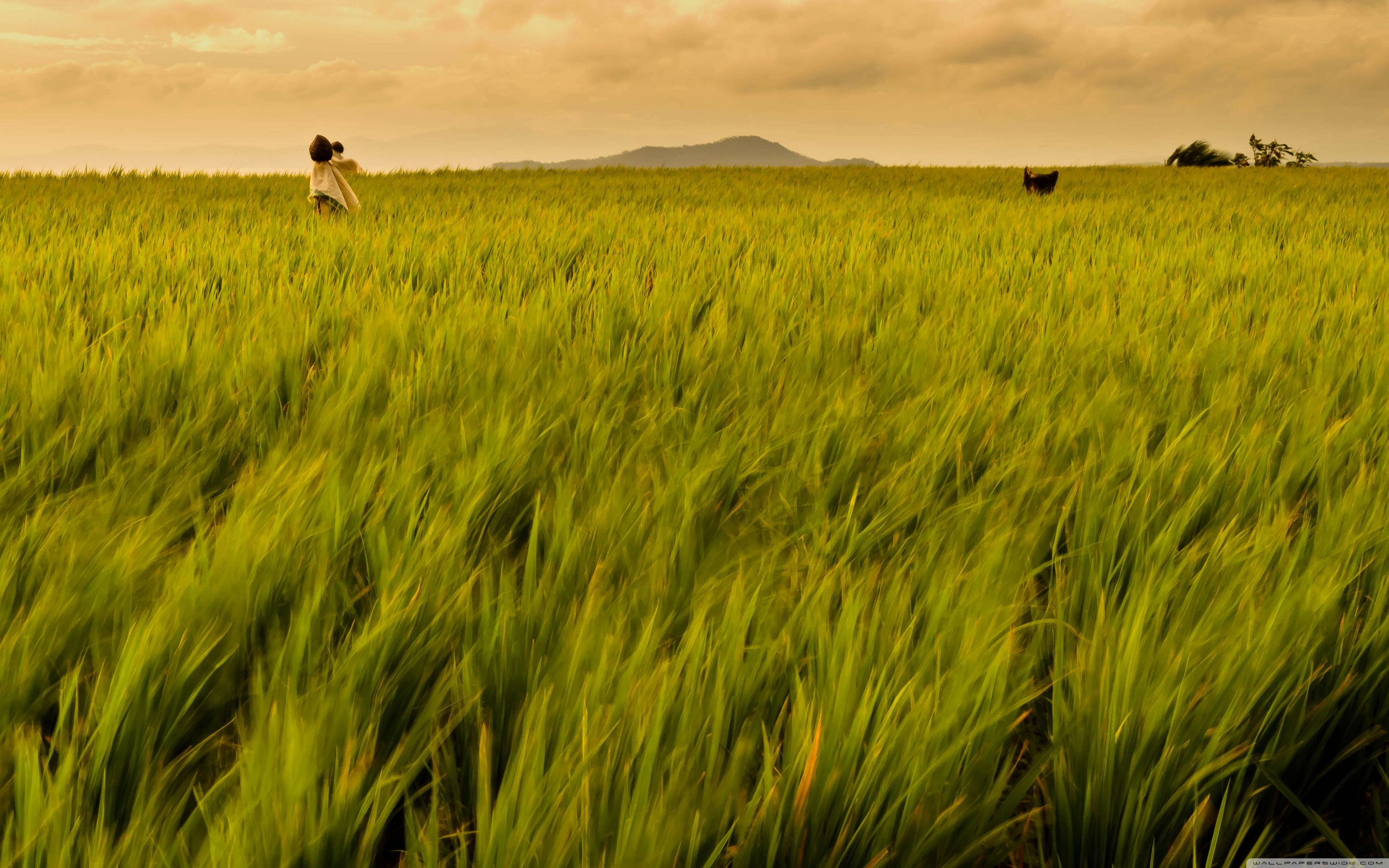 HD wallpaper: rice paddy, field, landscape | Wallpaper Flare