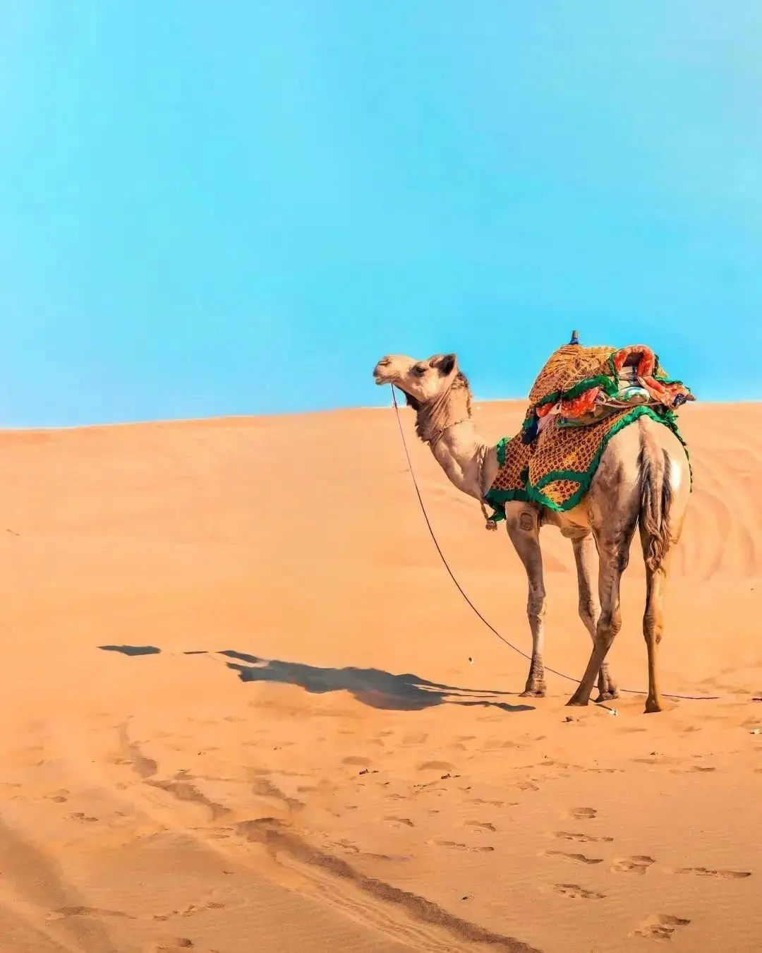 9,717 Camel Wallpaper Images, Stock Photos & Vectors | Shutterstock