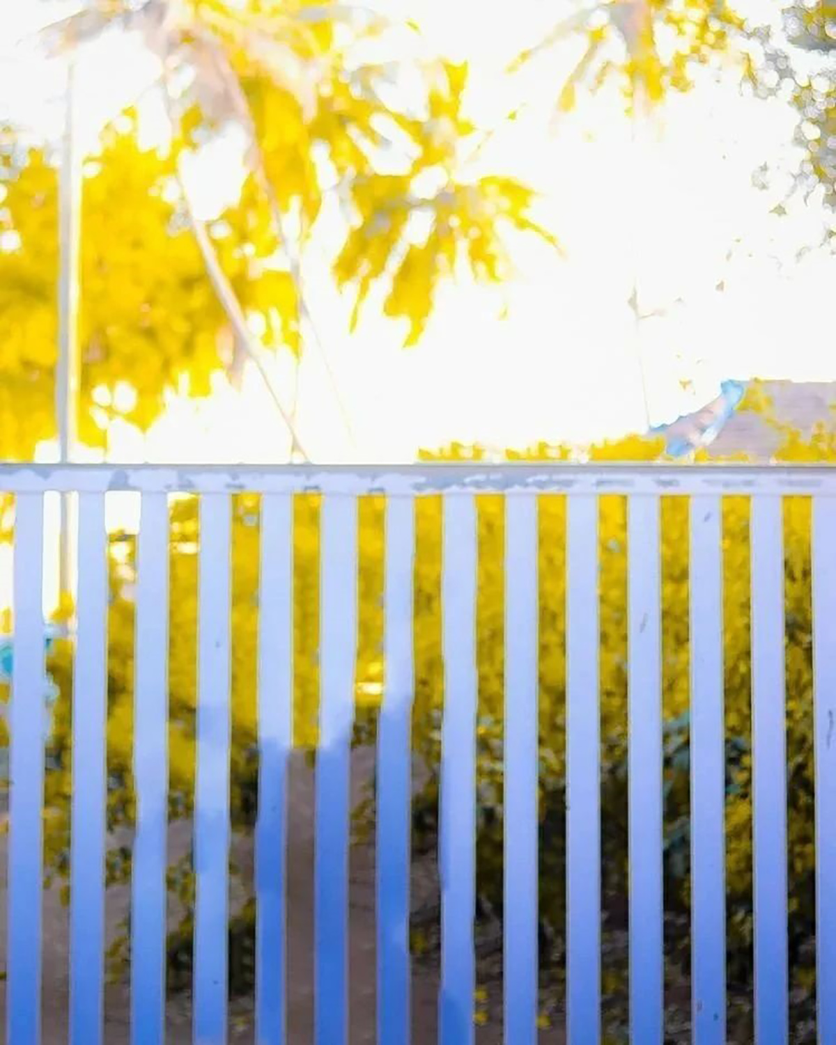 Fence Tree CB Picsart Background HD Download | CBEditz