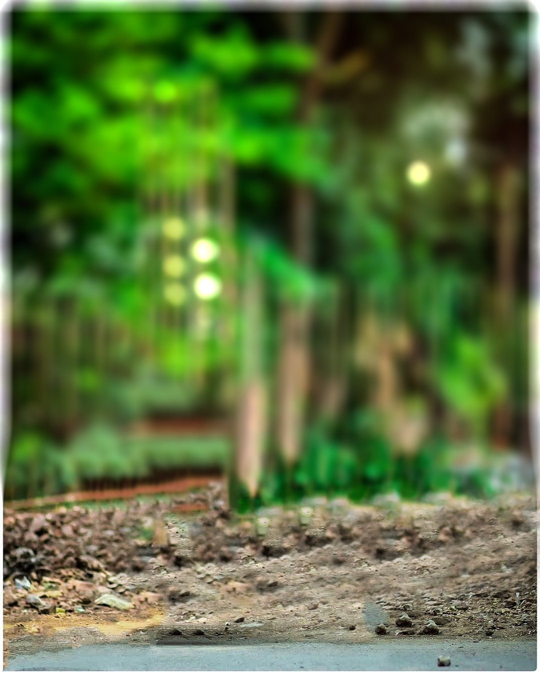  Picsart Green Tree Blur Background Full HD Download | CBEditz