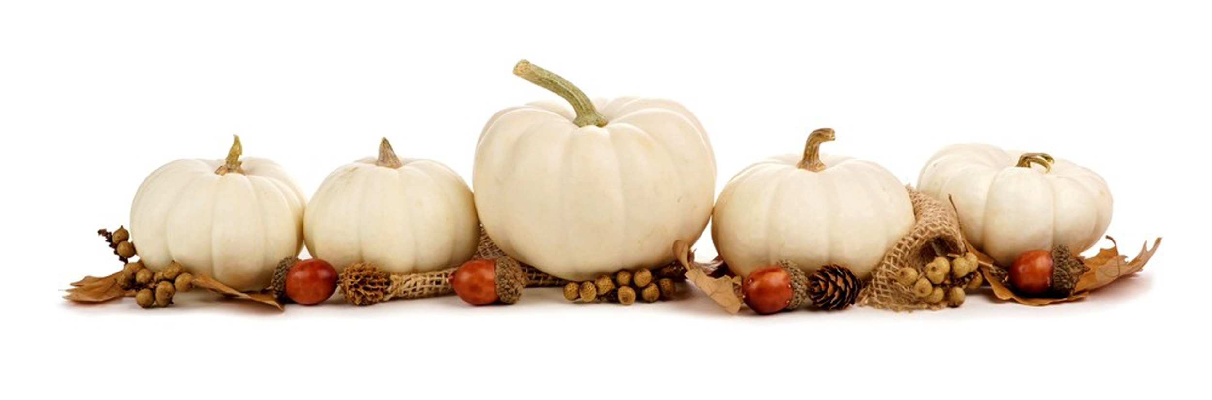 20237 White Pumpkin Stock Photos HighRes Pictures and Images  Getty  Images
