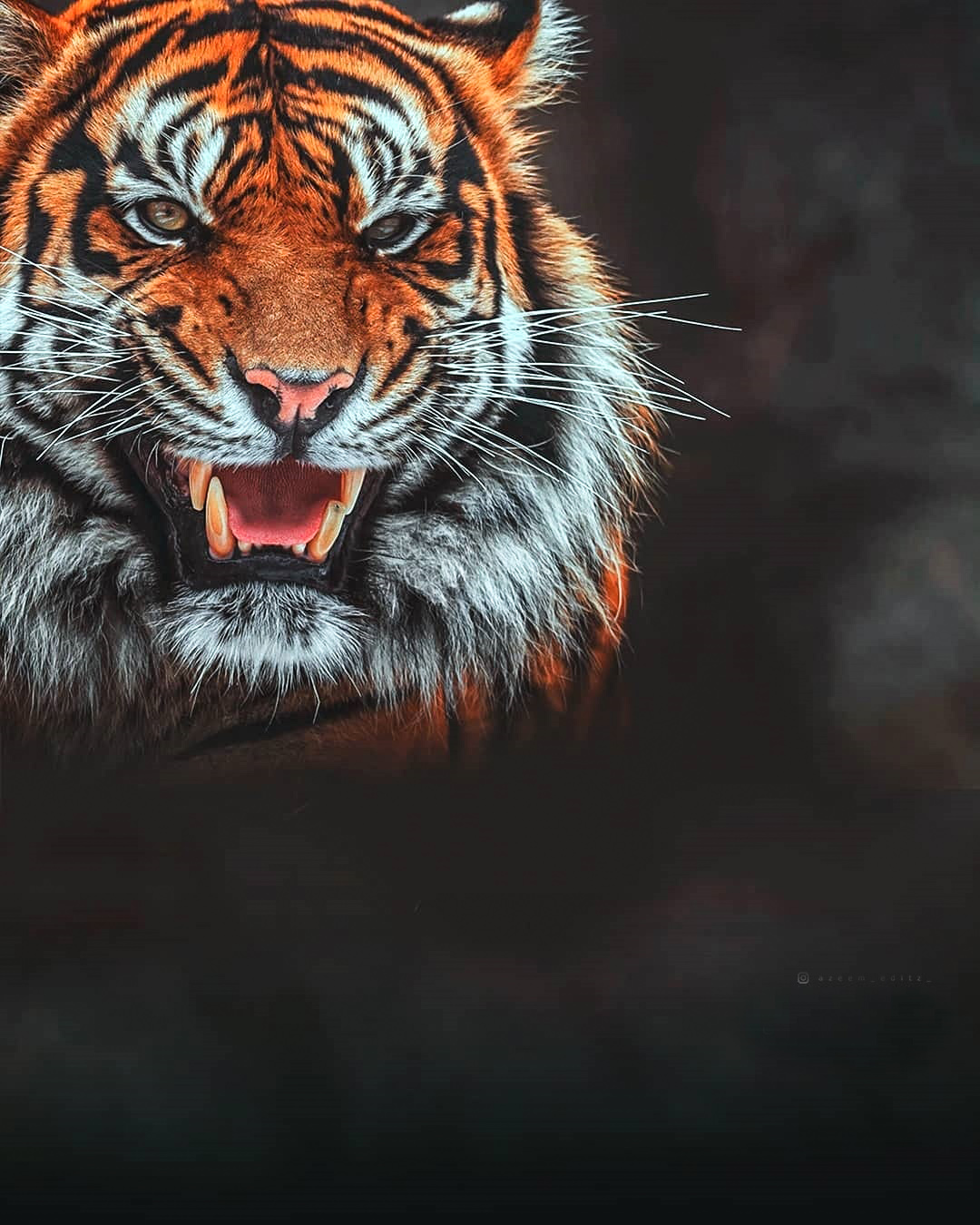  Tiger Face Photo Editing Background Full HD Download | CBEditz