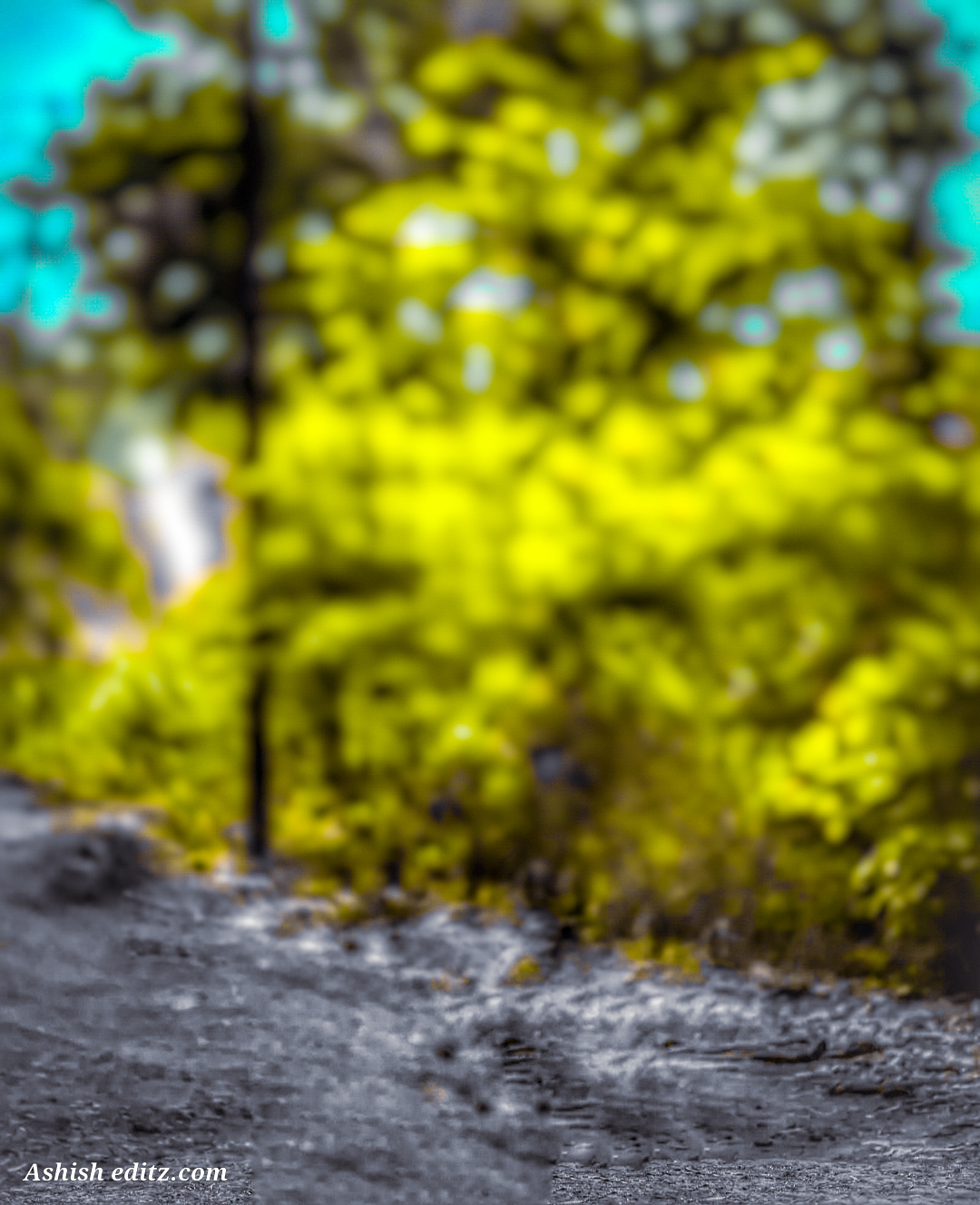  Tree Forest Blur Picsart CB Background Full HD Download | CBEditz