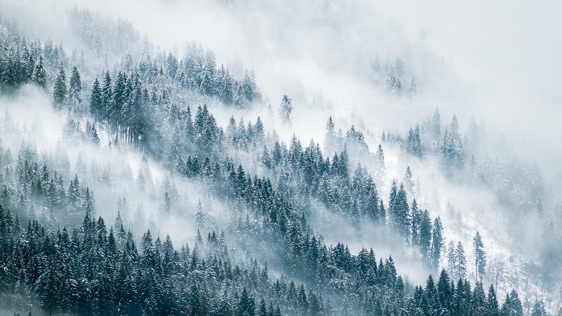Desktop Wallpaper Forest, Tree, Nature, Winter, 4k, Hd Image, Picture,  Background, 5a9e4d