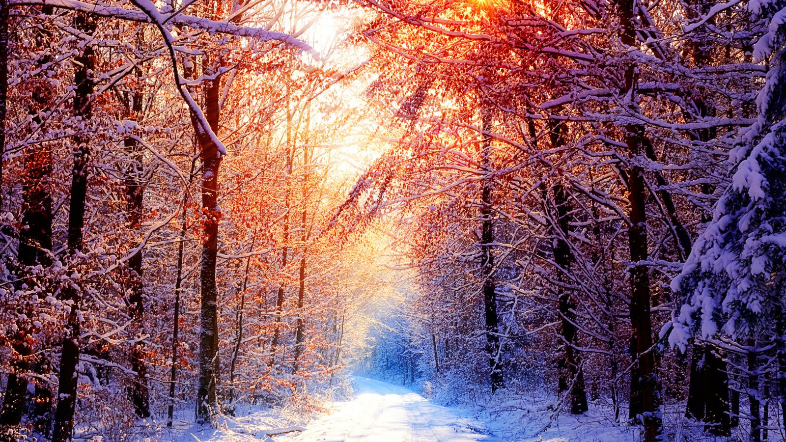 Winter Sun Images | Free Photos, PNG Stickers, Wallpapers & Backgrounds -  rawpixel