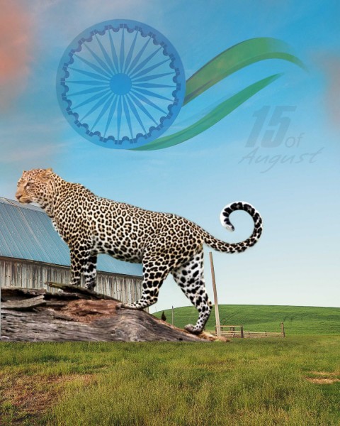 Chetah 15 August Cheetah CB PicsArt Editing Background