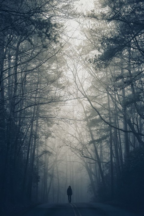Enchanted Dark Forest Stock Illustration - Download Image Now - Forest,  Mystery, Spooky - iStock