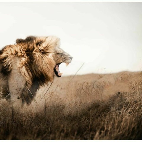 Angry Lion CB Editing Background Full HD Download