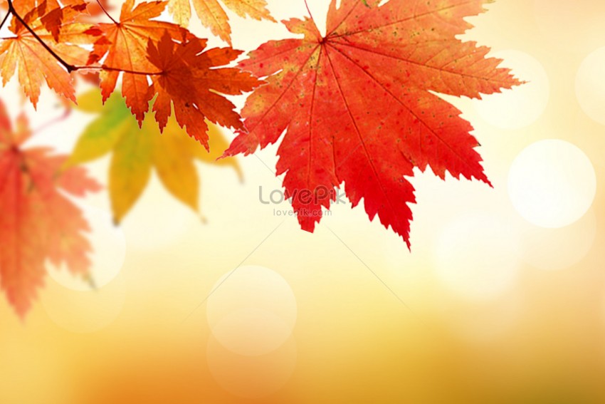 Autumn Fall Leaves PPT PowerPoint Background