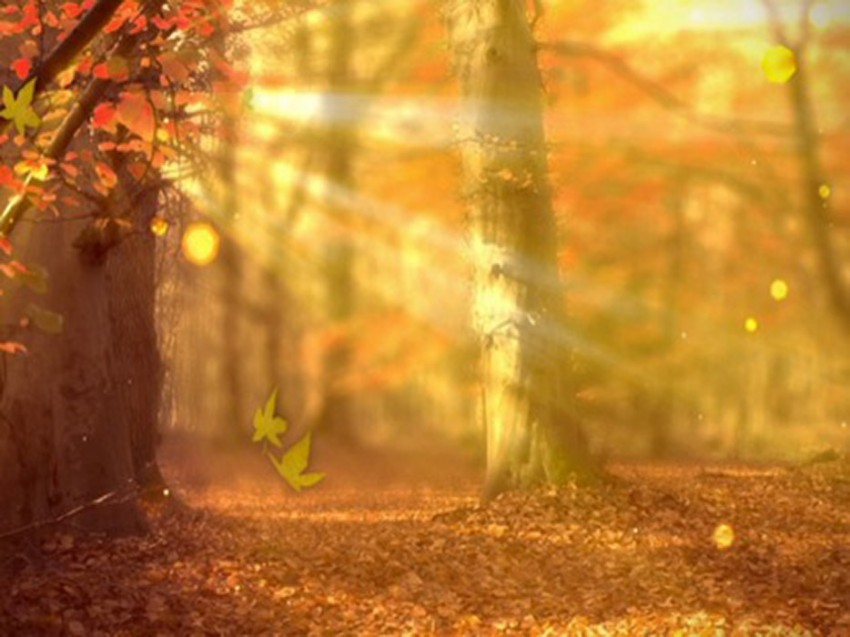 Autumn PowerPoint Nature Tree Background