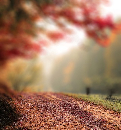 Autumn Tree Picsart Editing Background HD Download