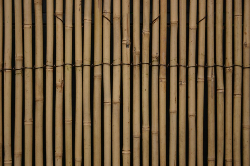 Bamboo HQ Background High Resolution Download