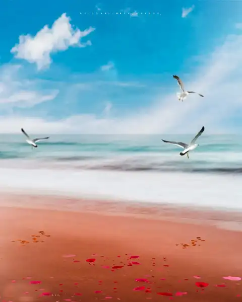Beach Birds Flying Picsart Background Full HD Download