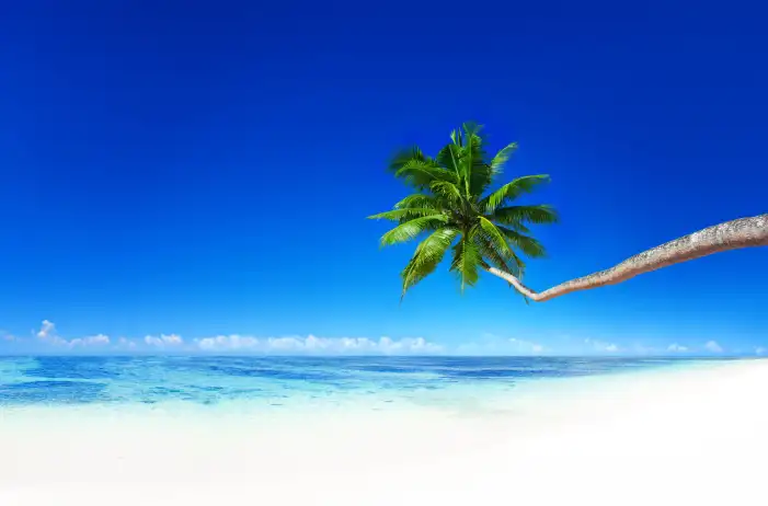 🔥 Beach Blue Sky Coconut Tree Background Free Wallpaper Download | CBEditz