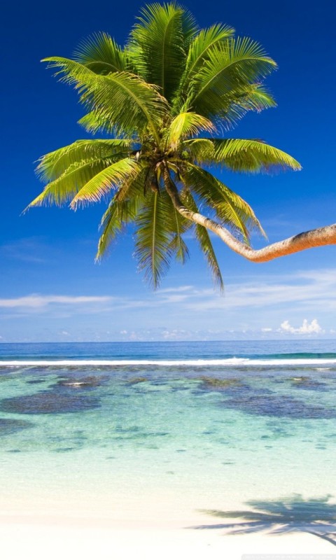 🔥 Beach Palm Tree Background HD Images Donwload | CBEditz