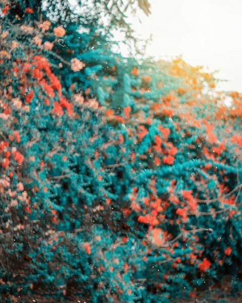 Beautiful Tree PicArt Background HD Background