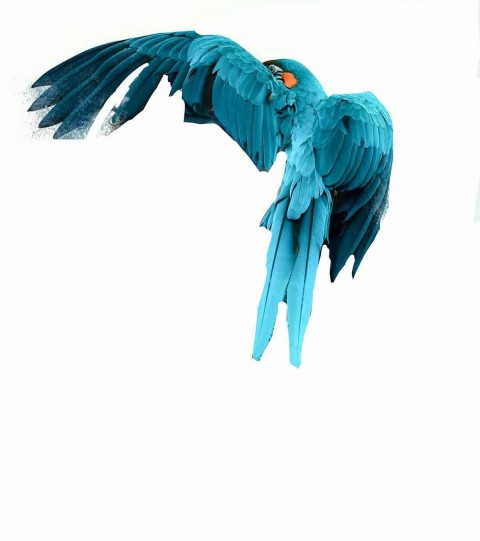Bird Parrot New Vijay Mahar Background  (3)