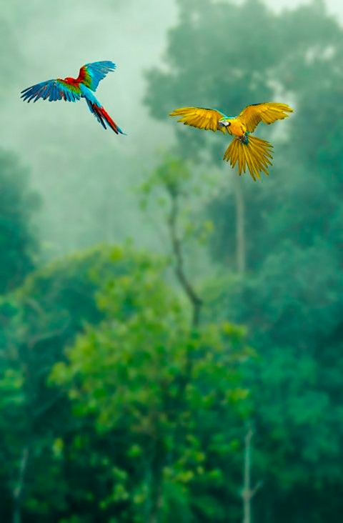 Bird Vijay Mahar CB Background