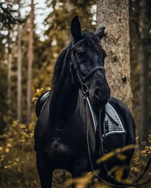 Black Horse Picsart Editing Background Full HD Download