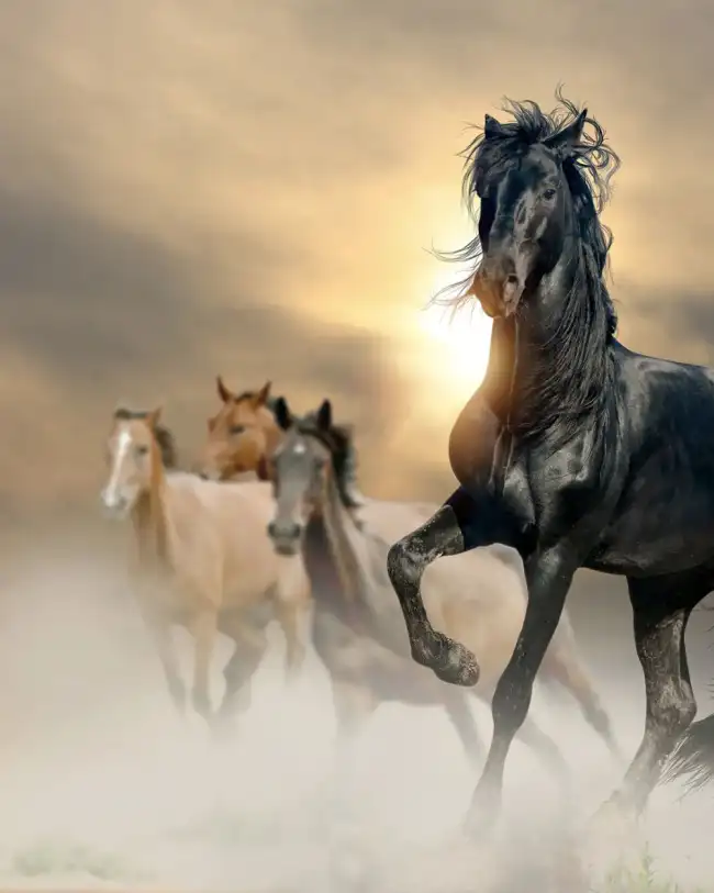 Black Horse Running CB Background HD Download