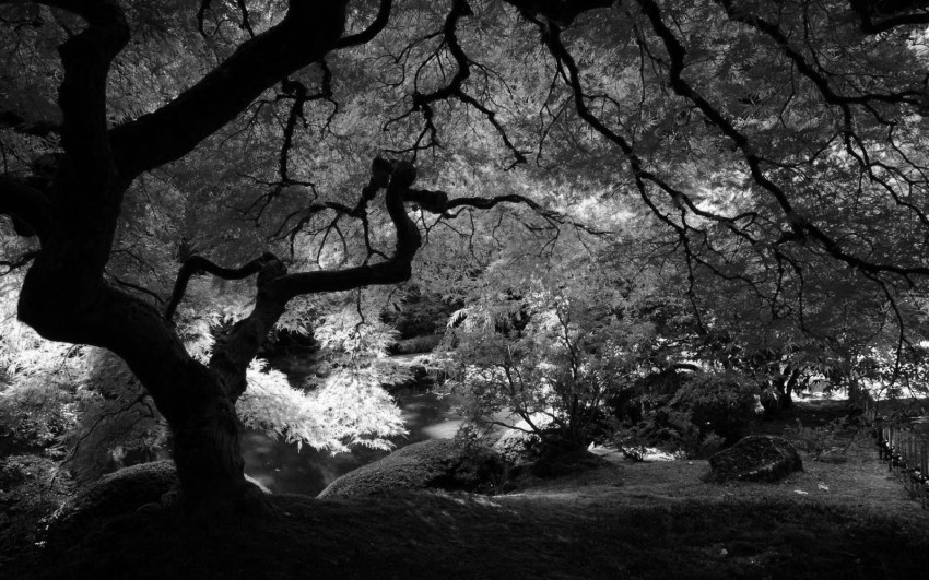 Black White Tree Background HD Images Photos Download