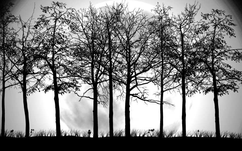 Black White Tree Background HD Images Photos Free