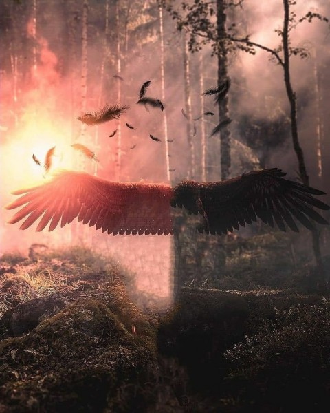 Black Wings Photo Editing Background HD Download