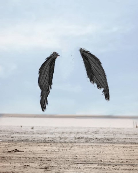 Black Wings Picsart Background Download