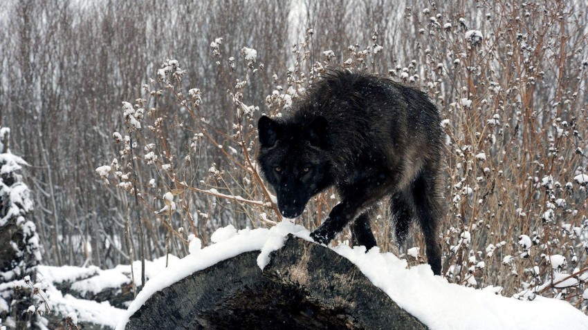 Black Wolf Ice Background Full HD Wallpaper Download